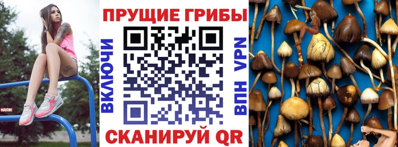 купить   mega зеркало  Галлюциногенные грибы Psilocybine cubensis  Ардатов 